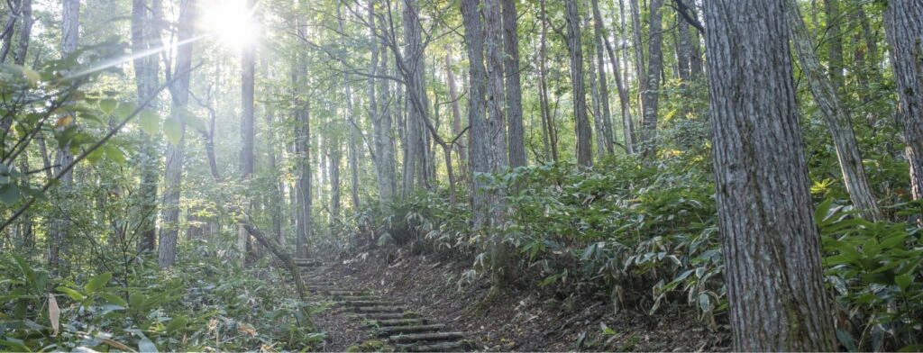 森林の小道のイメージ写真
